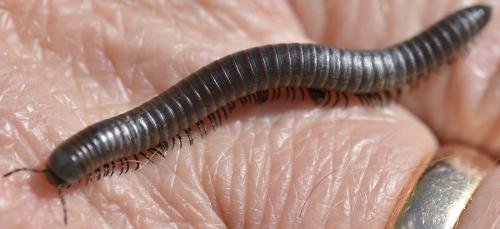Réf. 204 205 : Ommatoiulus sp.